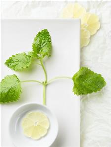 Lemon Balm Sprig with Lemon Slice