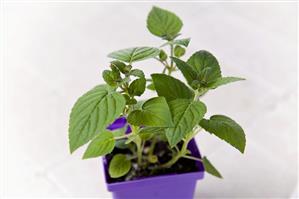 Honeydew Melon Sage Growing in a Pot