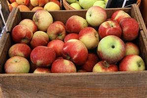 Crate of Fresh Paula Reds Apples