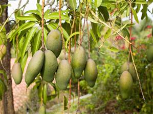 Mangos Growing on the Tree in Mexico