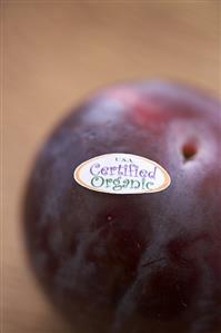 An Organic Plum with Sticker; Close Up