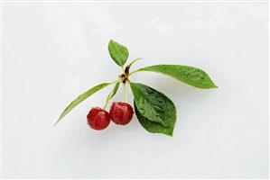 Two Cherries with Stem and Leaves