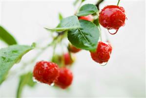 Close Up of Wet Cherries on a Branch