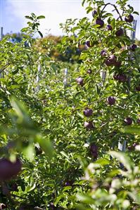 Red Apples on the Tree in an Apple Orchard