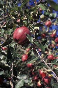 Red Delicious Apples in the Tree