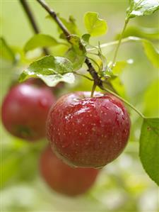 Three Apples on the Tree After a Rain Shower