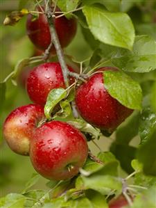 Apples on the Tree After a Rain Shower