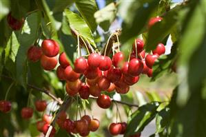 Cherries on the Tree