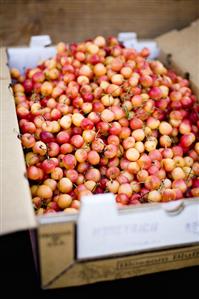 Box of Fresh Rainier Cherries