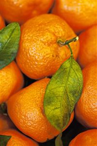 Fresh Tangerines; Close Up