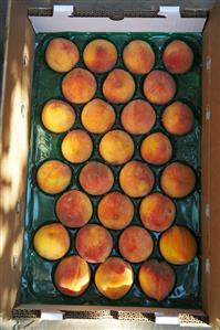 Full Case of Fresh Peaches, From Above