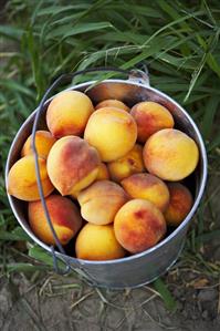 Bucket of Fresh Picked Peaches