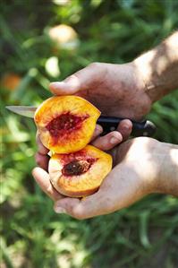 Freshly Picked Peach Cut in Half