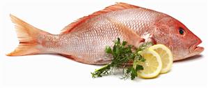 Red Snapper on White Background with Lemon