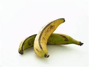 Two Plantains: One Ripe, One Unripe