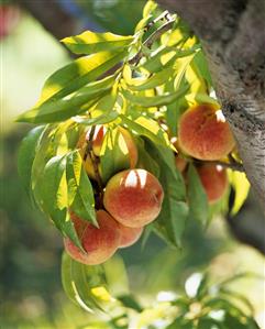 Sun Warmed Peaches on the Branch