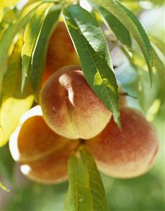 Peaches on the Branch