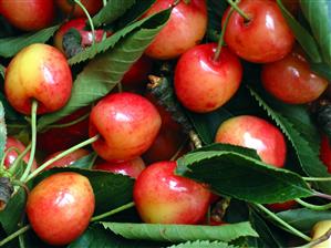 Cerezas. Detalle.