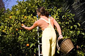 Woman clementine picking  