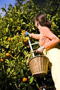 Woman clementine picking  