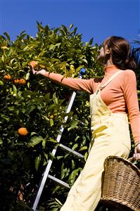 Woman clementine picking  