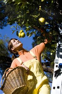 Woman lemon picking  