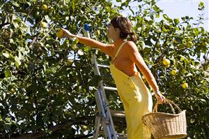 Woman lemon picking  