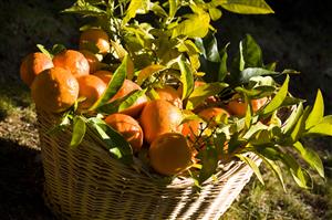 Clementines basket  