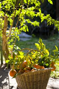 Clementines basket  