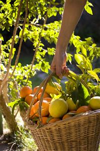 Citrus fruits basket  