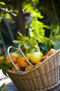 Citrus fruits basket  