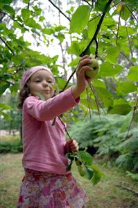 Little girl apple tree  