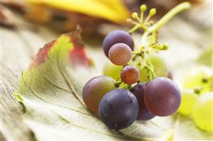 Pequeño racimo de uva sobre una hoja.
Small Grapes Bunch on a Leaf.

