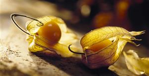 Physalis.