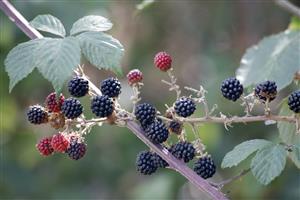 Rama con moras.
