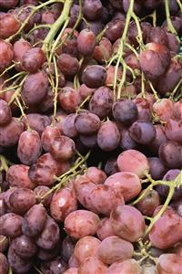 Red globe grapes