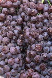 Muscat grapes