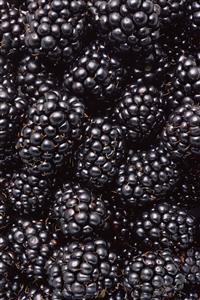 Blackberries