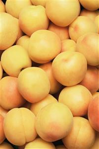 Castlebright apricots