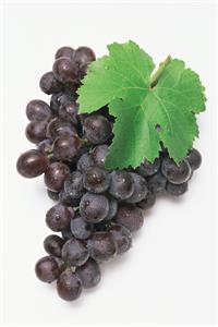 Muscat grapes