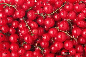 Redcurrants and stems