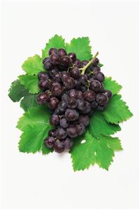 Bunch of muscat grapes