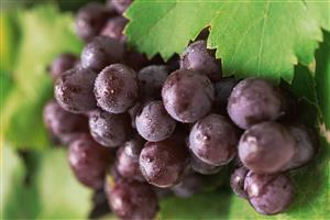 Bunch of grapes on vine