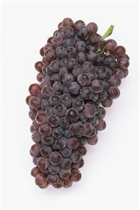 Bunch of black muscatel grapes